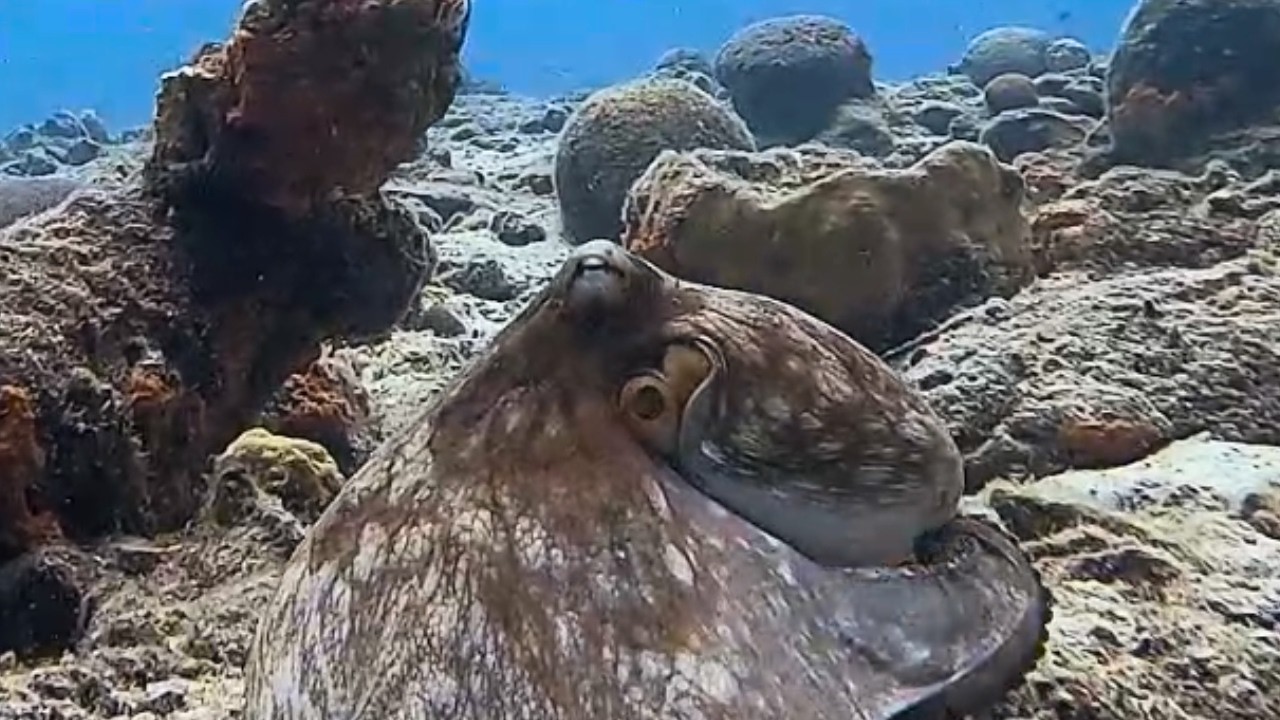 ASMR Octopus/ Octopi 1 Hour 15 Minutes for Relaxation, Deep Sleep, Screensaver, and Backround Noise