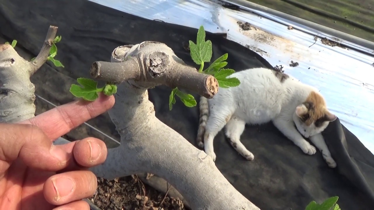 무화과재배  무화과나무 새싹 순고르기 바닷가무화과농장