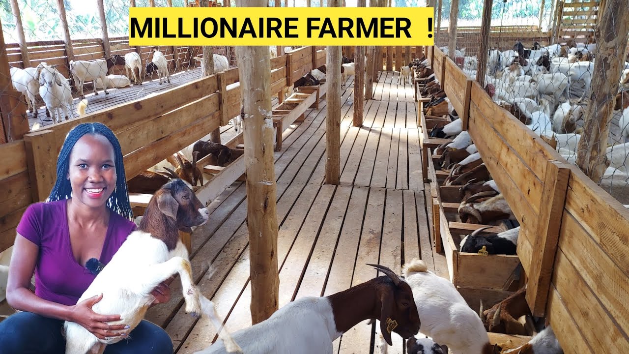Starting A Simple GOAT Farm Routine for Profits!| Feeding, Deep Cleaning & Challenges!