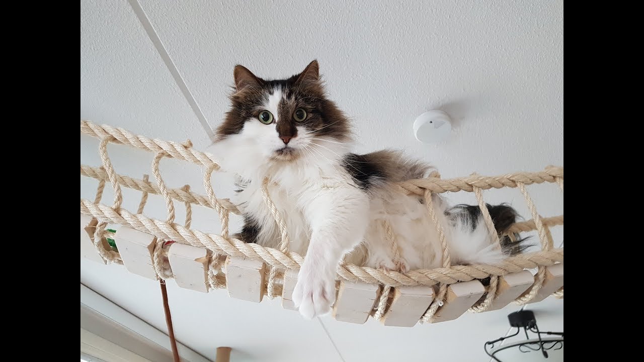 Laku and his old cat tree rope bridge home :)