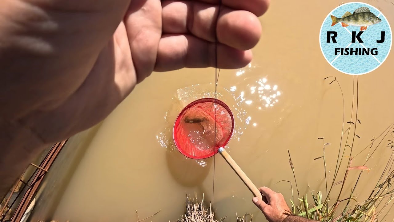 Catching Yabbies With The Meat And String Technique (Baited Lines)