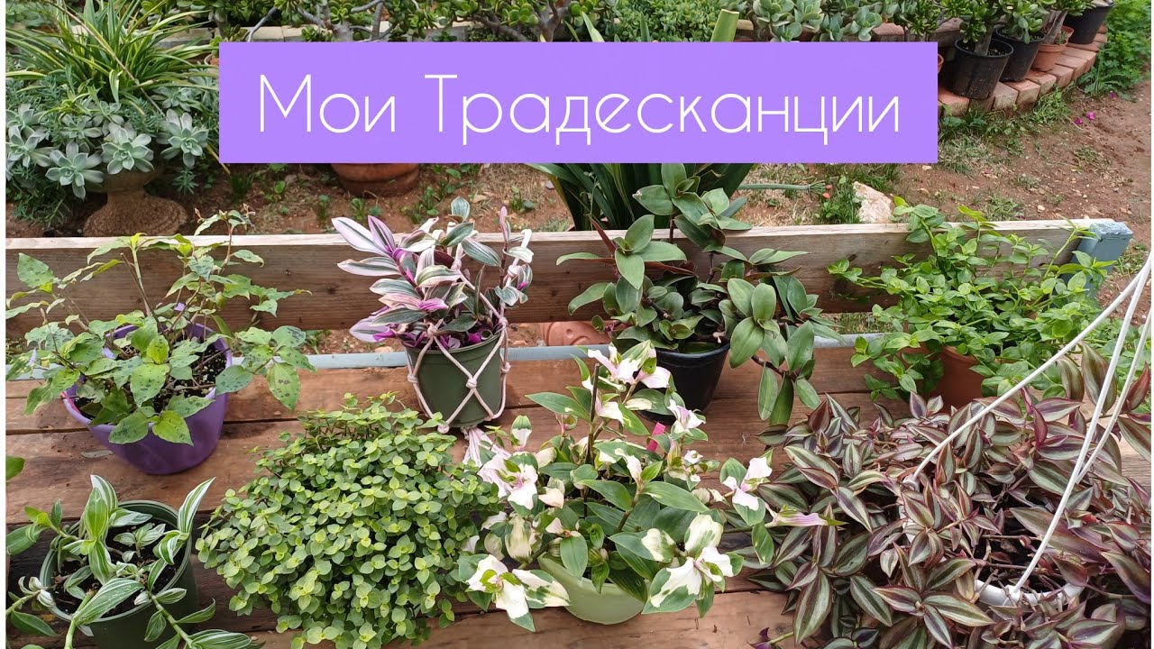 Моя коллекция Традесканций🌱