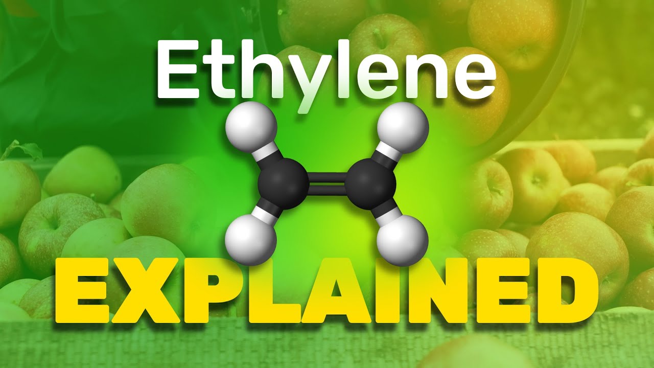 Ethylene Explained