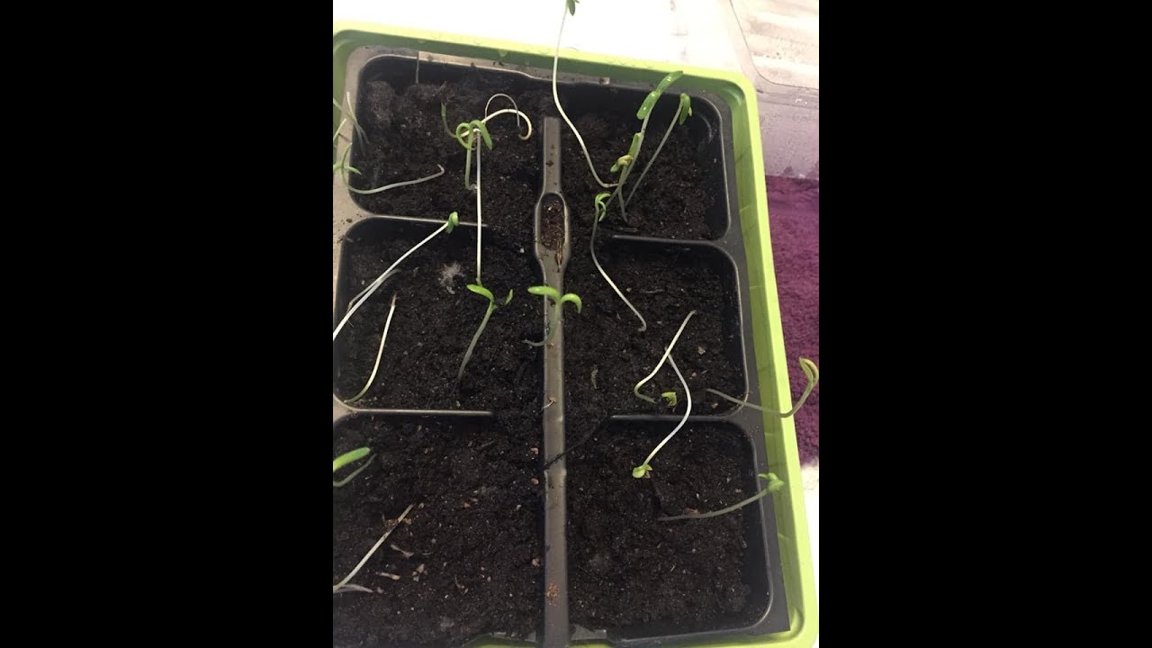 38. Slengete småplanter: tips