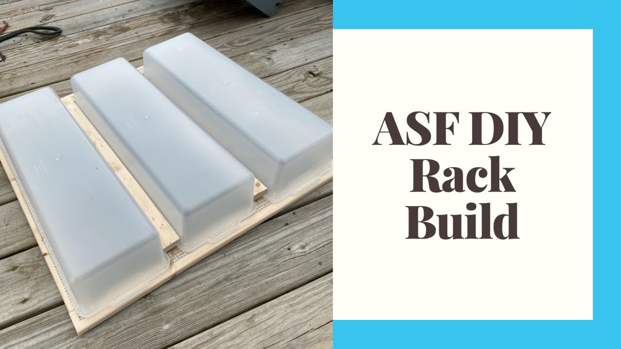 DIY ASF/Mouse Rack Build! Breed Your Own Snake Food!