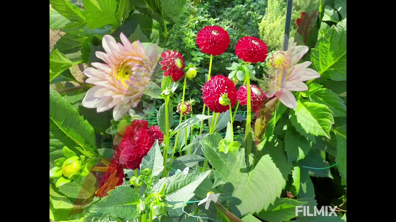Dahlias. Parc Floral de Paris, 7.09.2025