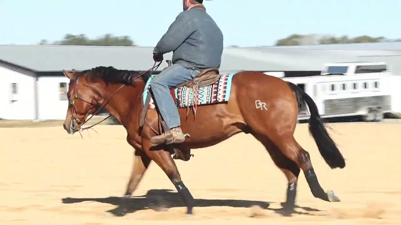  2022 gelding by Spooks Gotta Whiz 