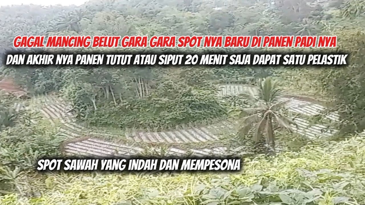 GAGAL MANCING BELUT KARNA TERGODA OLEH TUTUT ATAU SIPUT YANG BERSERAKAN 
