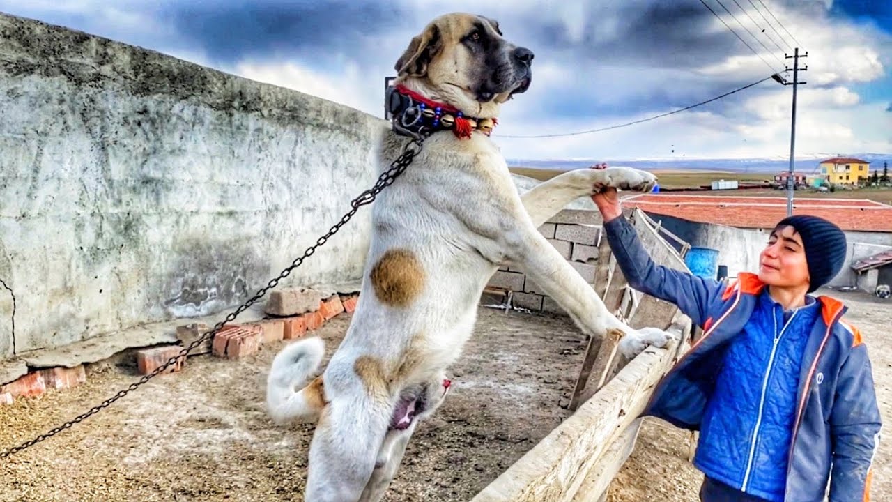 BİRBİRİNDEN GÖSTERİŞLİ ÇOBAN KÖPEKLERİ | ŞEREFLİ KOÇHİSAR