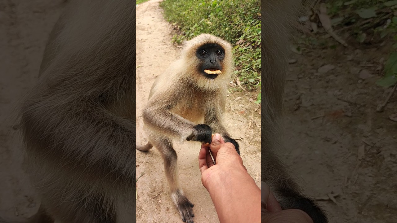 Monkey 🐒🐒🐒👀👀👀🤗🤗🚀🚀🚀😎🚀🚀🚀