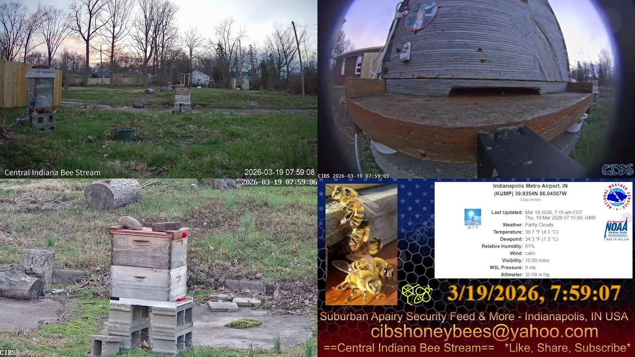 LIVE Back Yard Cam - Weather - Bee Hives - Security Feed - Indianapolis, IN USA