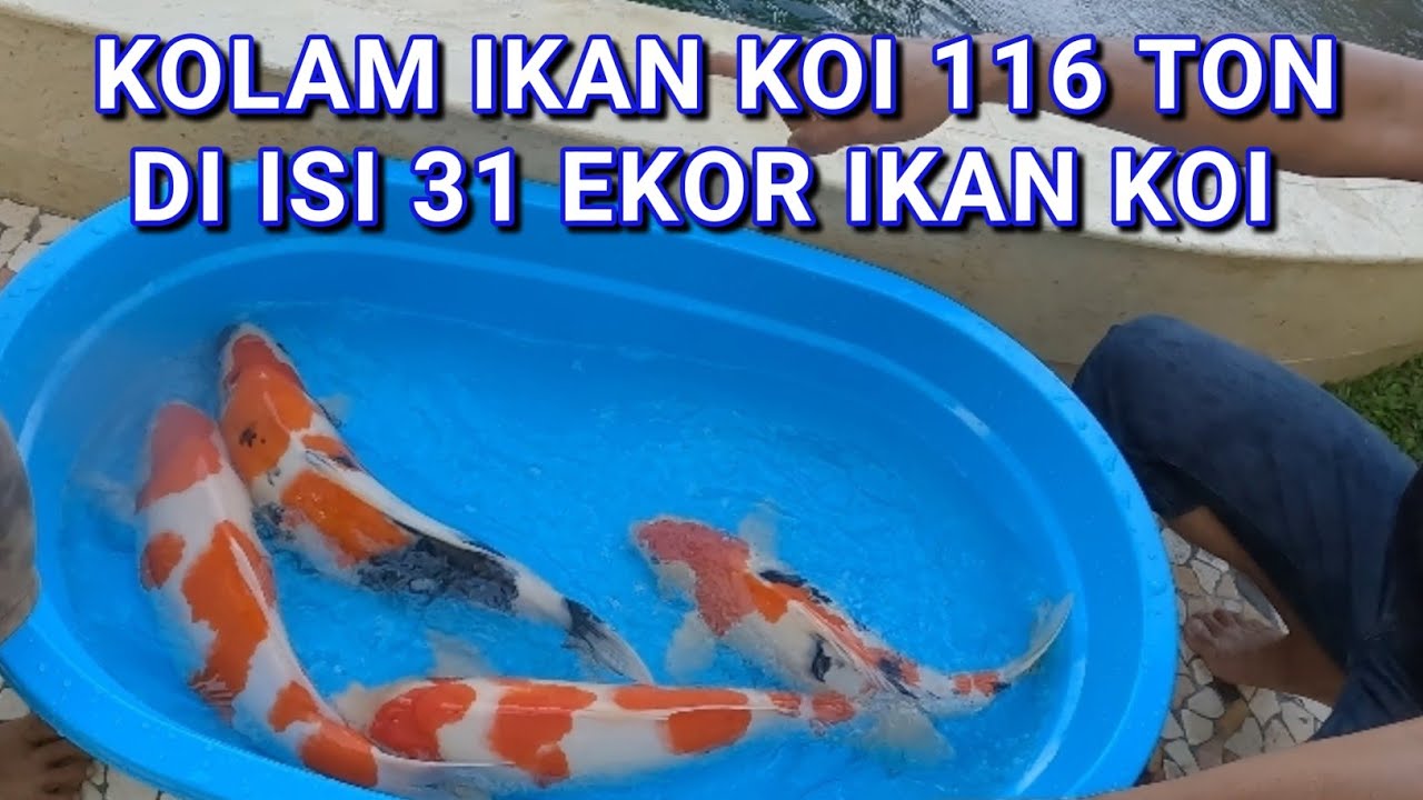 31 EKOR IKAN KOI MASUK DI KOLAM 116 TON | GRAHA FAMILY SURABAYA