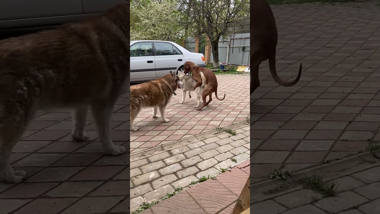 Лучший клип нашего канала за 2025 год (по оценкам зрителей). 