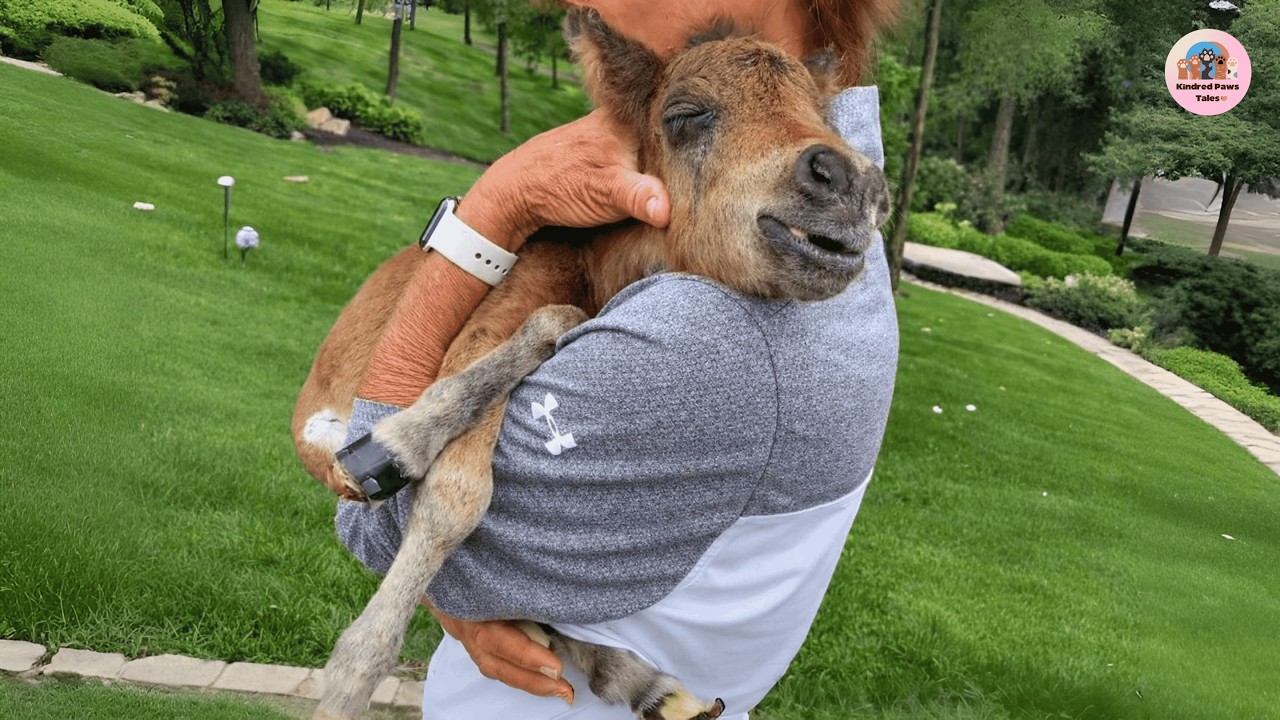 Tiny Mini Horse Tries Desperately to Make His Very First Friend