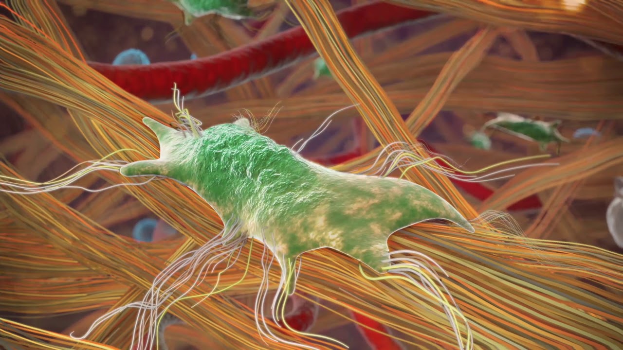 Tissue Repair| MOA Animation