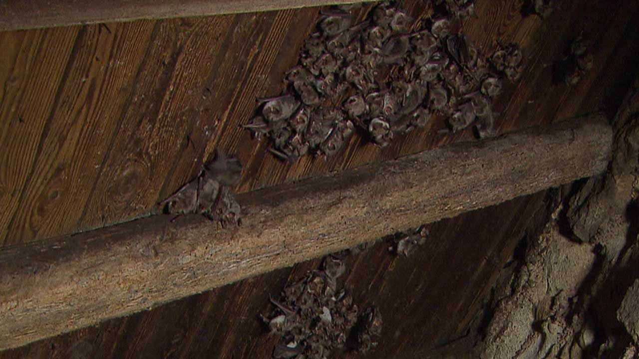 Fledermäuse suchen Wohnungen für den Winter | SWR | Landesschau Rheinland-Pfalz