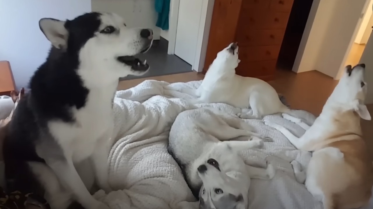 Funniest Husky Videos 🤣 Try Not To Laugh
