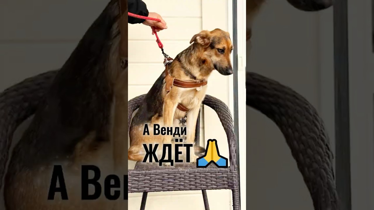Венди ждет🙏🙏🙏 #помощьбездомнымживотным #собака