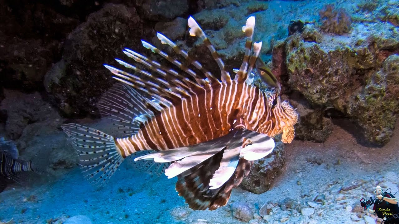 Red Sea. Berenice 2022 (Egypt).  Pesce Leone (Pterois miles).