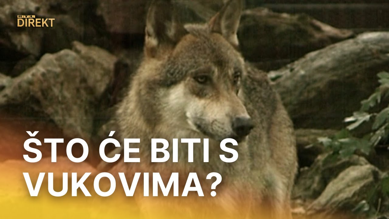 Ursulina osveta: Europska komisija snizila status vuka  | RTL Direkt