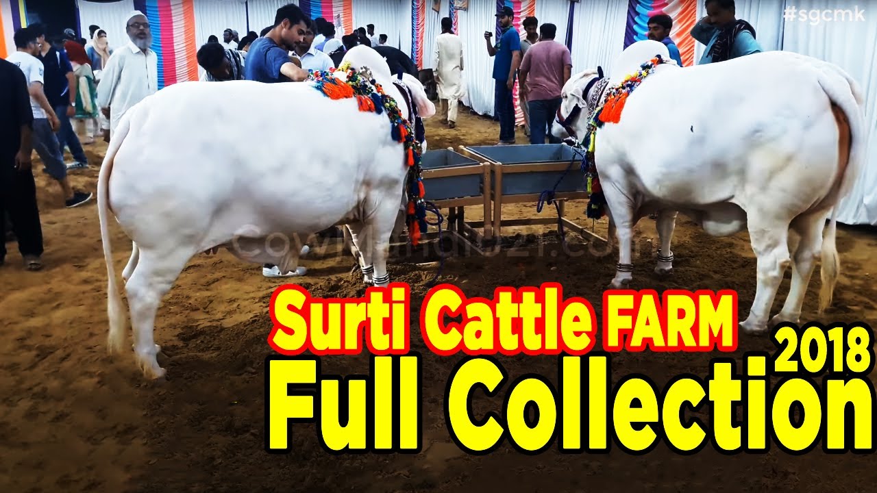 Surti Cattle Farm VIP TENT VISIT - Sohrab Goth Cow Mandi - VIP TENT 2018 - Cow Mandi021 - sgcmk