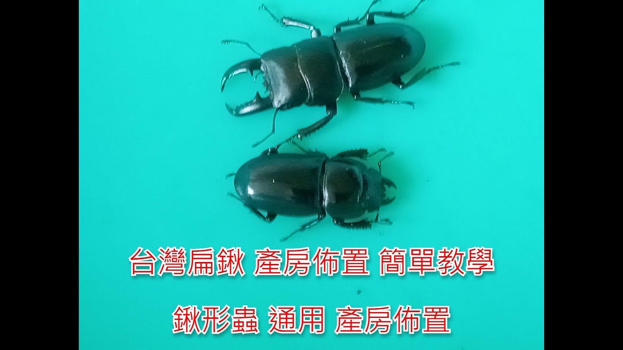 【腿的昆蟲小教室】台灣扁鍬｜產房佈置｜投產教學｜鍬形蟲產房｜台灣扁鍬形蟲
