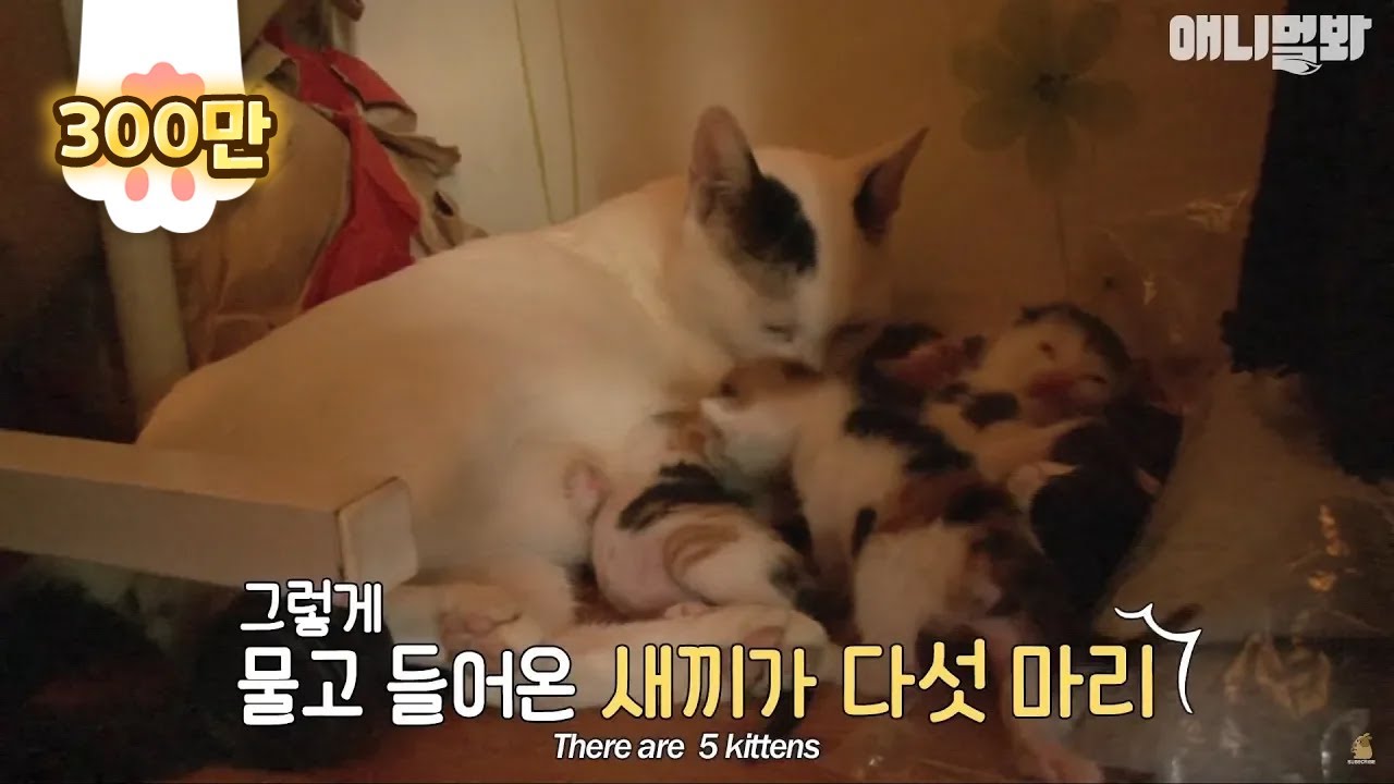Бродячая кошка, которая вернулась со своими котятами через год