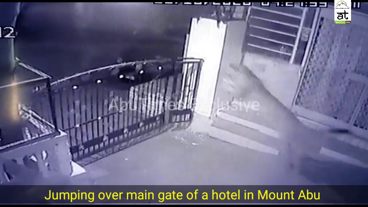 Leopard jumping over a main gate of a hotel in Mount Abu