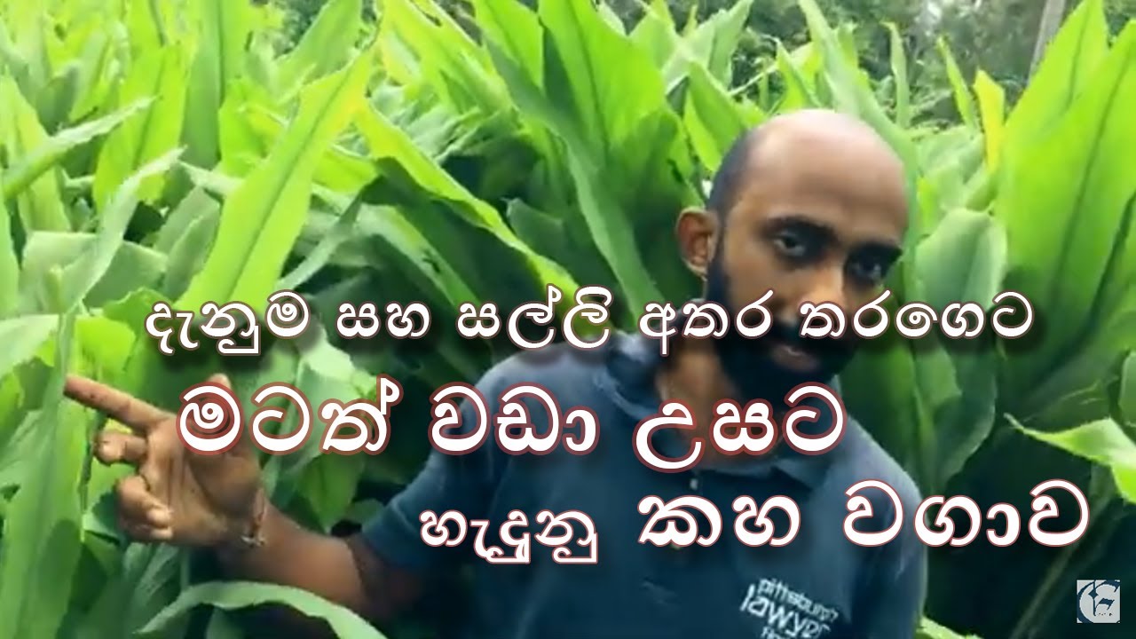 මටත් වඩා උසට හැදුනු කහ වගාව  /Agriculture method for Turmeric / kaha wagawa
