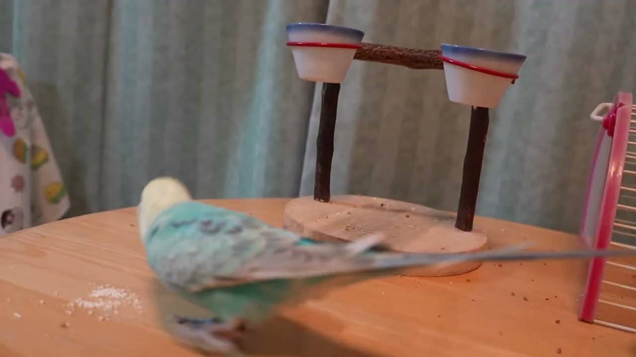 朝から忙しく遊んでお腹ぺこぺこだよ