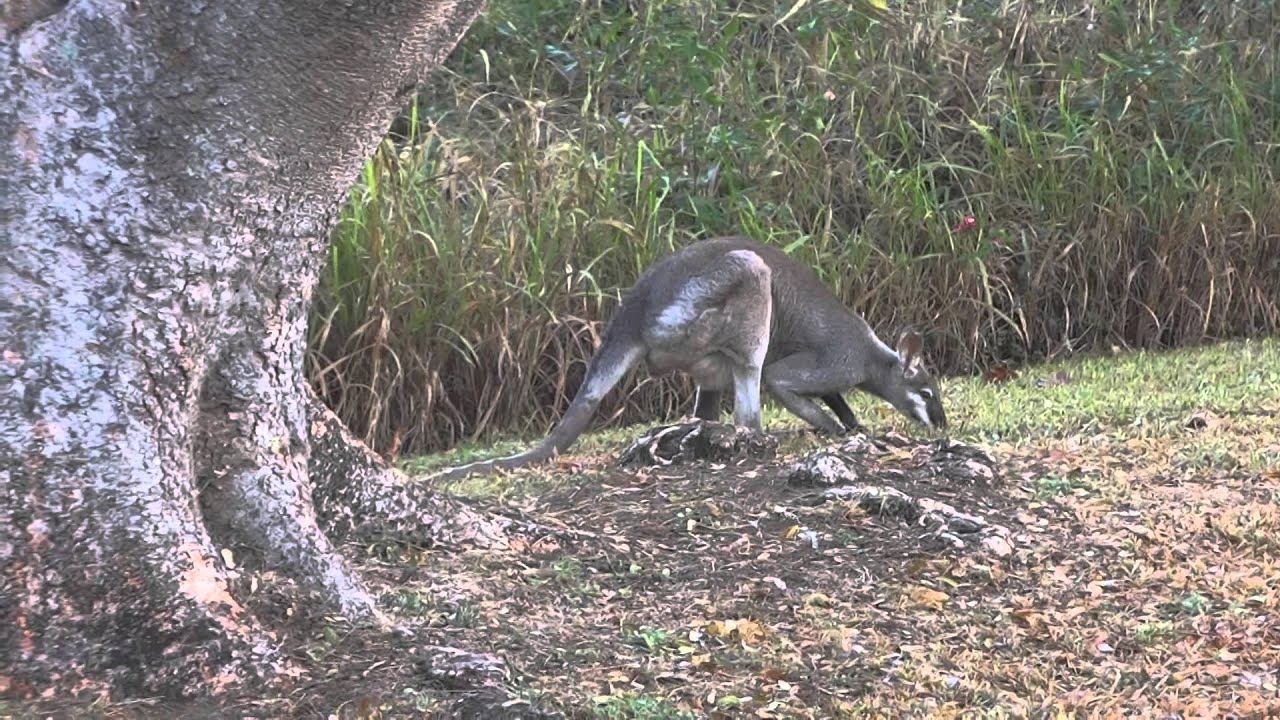 Whiptail Wallaby (Pretty Faced Wallaby)