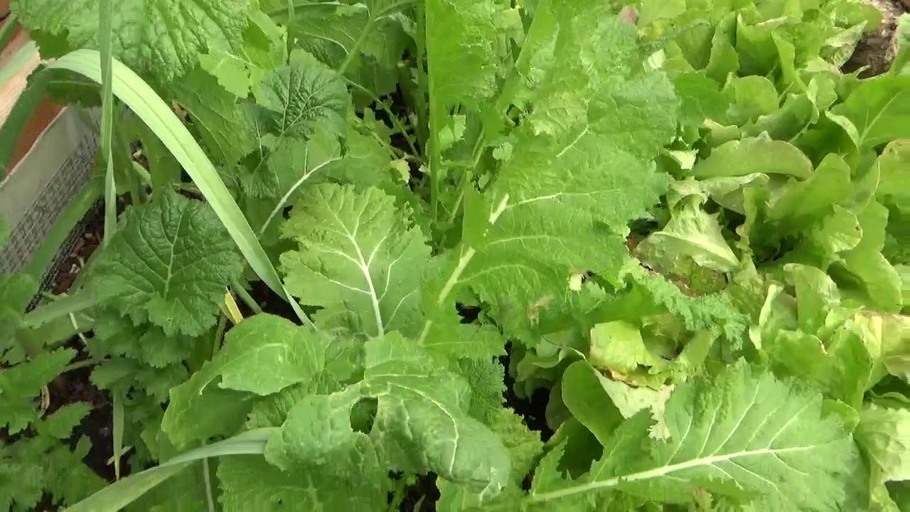 Turnip Greens - Everything You Need To Know - Health Benefits and Uses of the Cruciferous Vegetables