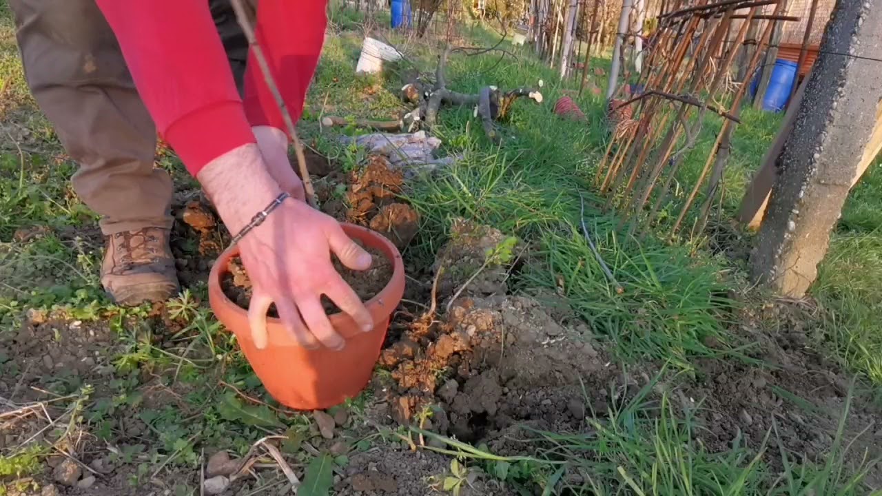 Produzione portainnesti pruno - 2021