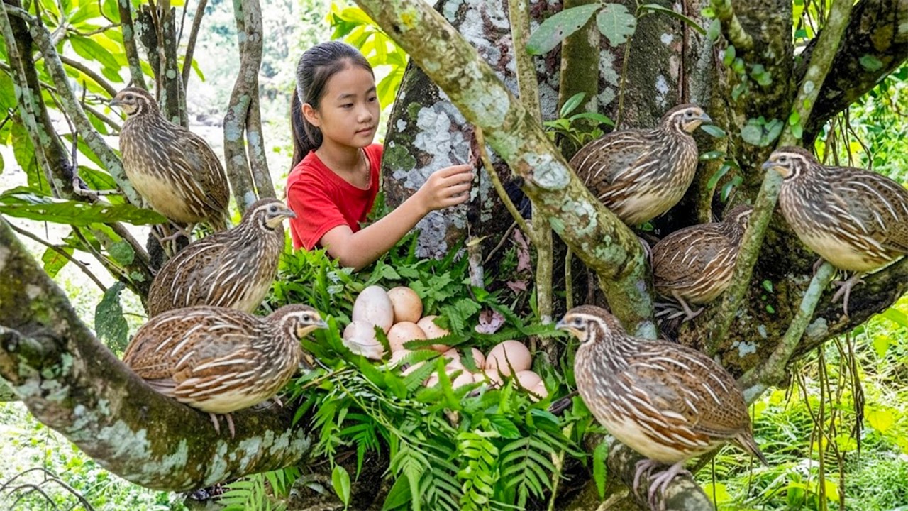 Capturei Muitas Aves Selvagens da Floresta e Seus Ovos e Levei ao Mercado – Sobrevivência Diária