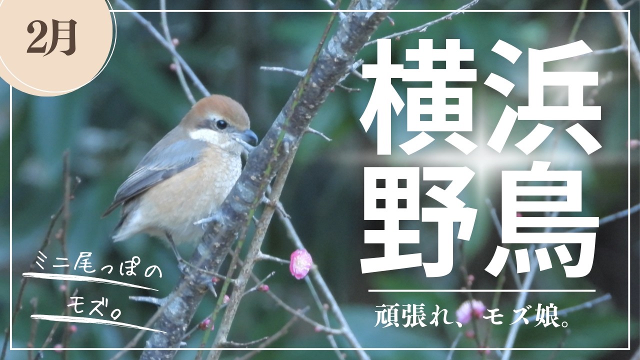 【野鳥観察】しっぽ、短っ！個性的なモズの女の子に出会った横浜の冬。