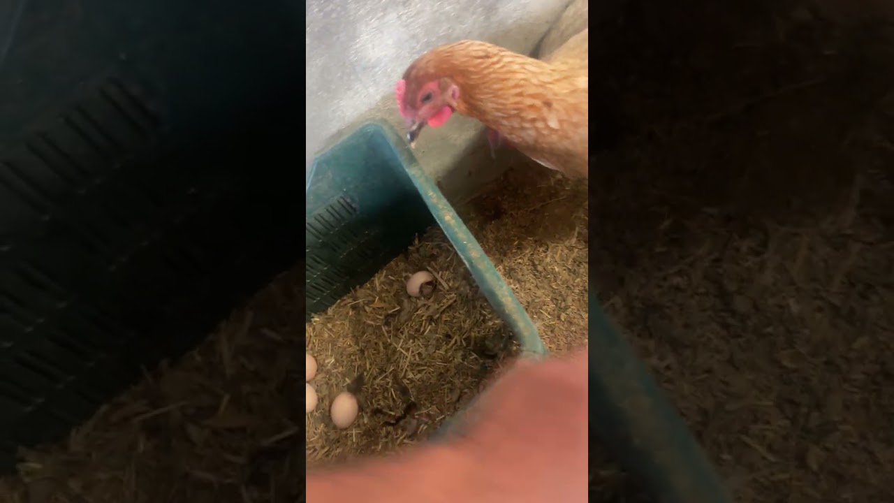 Sidhu Poultry Farm Day #2 Daily Vlog