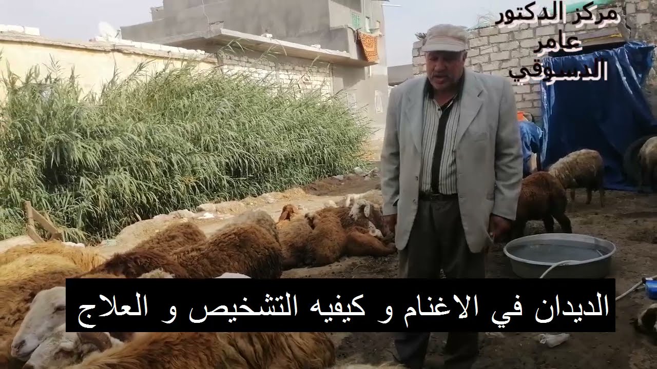 علاج جميع مشاكل الديدان في الاغنام والماعز وكيفيه السيطره عليها للتواصل عبر الرسائل