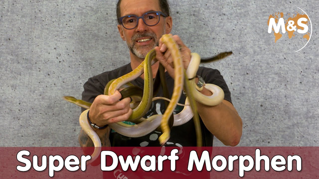 Super Dwarf Morphen | Streit um Name Broghammerus & Malayopython reticulatus