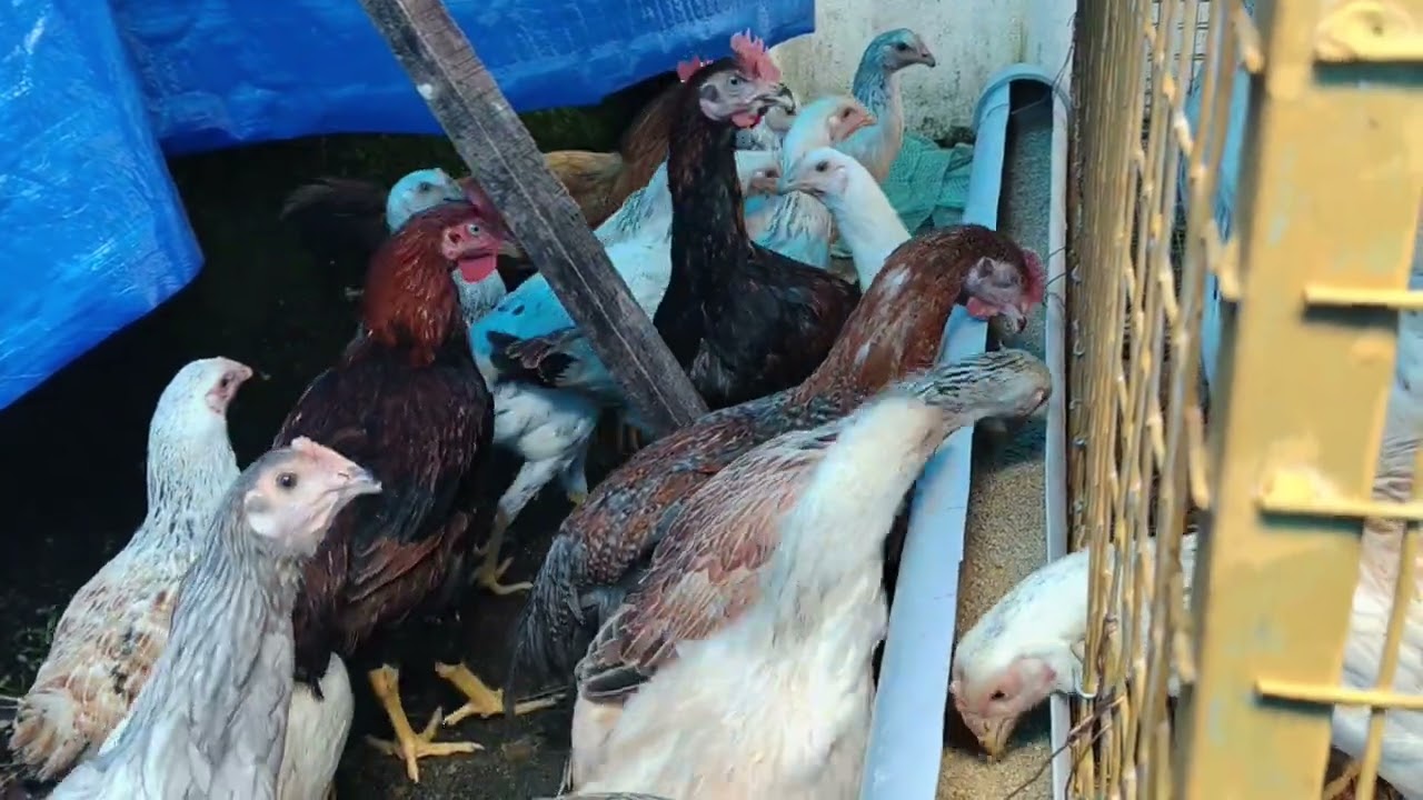എങ്ങനെ കോഴി വളർത്താം, സിമ്പിൾ കോഴിക്കൂട്