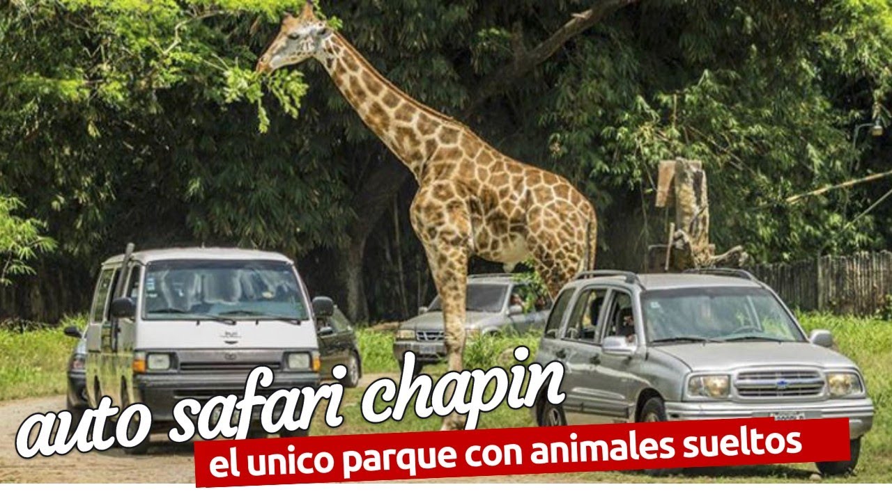 AUTO SAFARI chapín esto existe en Guatemala