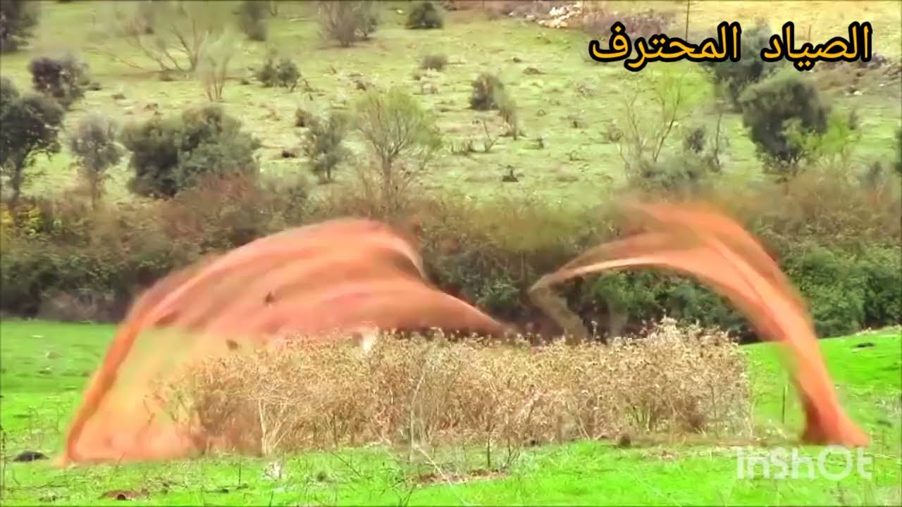 اجمل لقطات صيد الحسون بالشبكة الأرضية وبطريقة سهلة