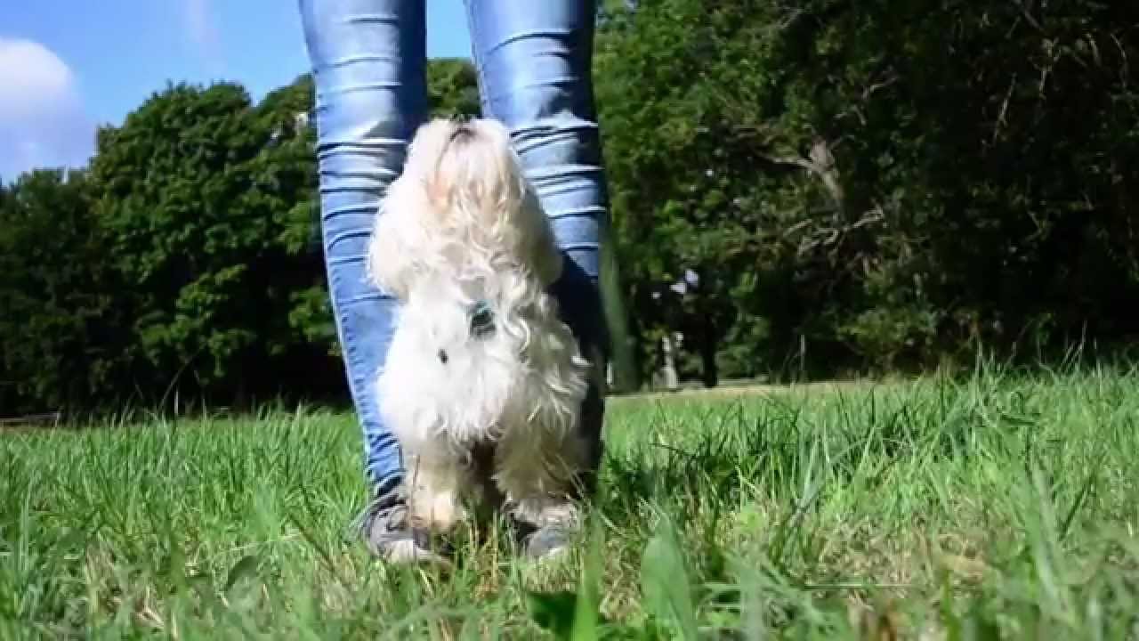Coton de Tulear Isy ~ Summer of our  lives