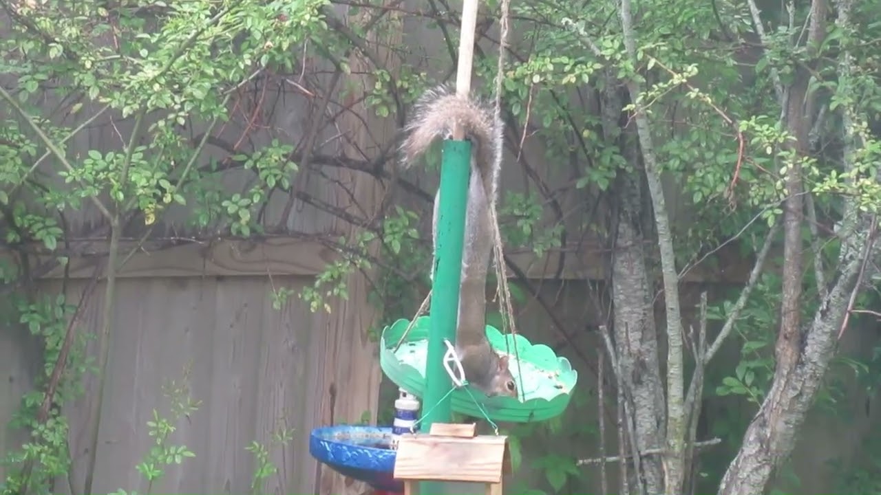 A squirrel is eating bird seeds upside down in the Butterfly Garden
