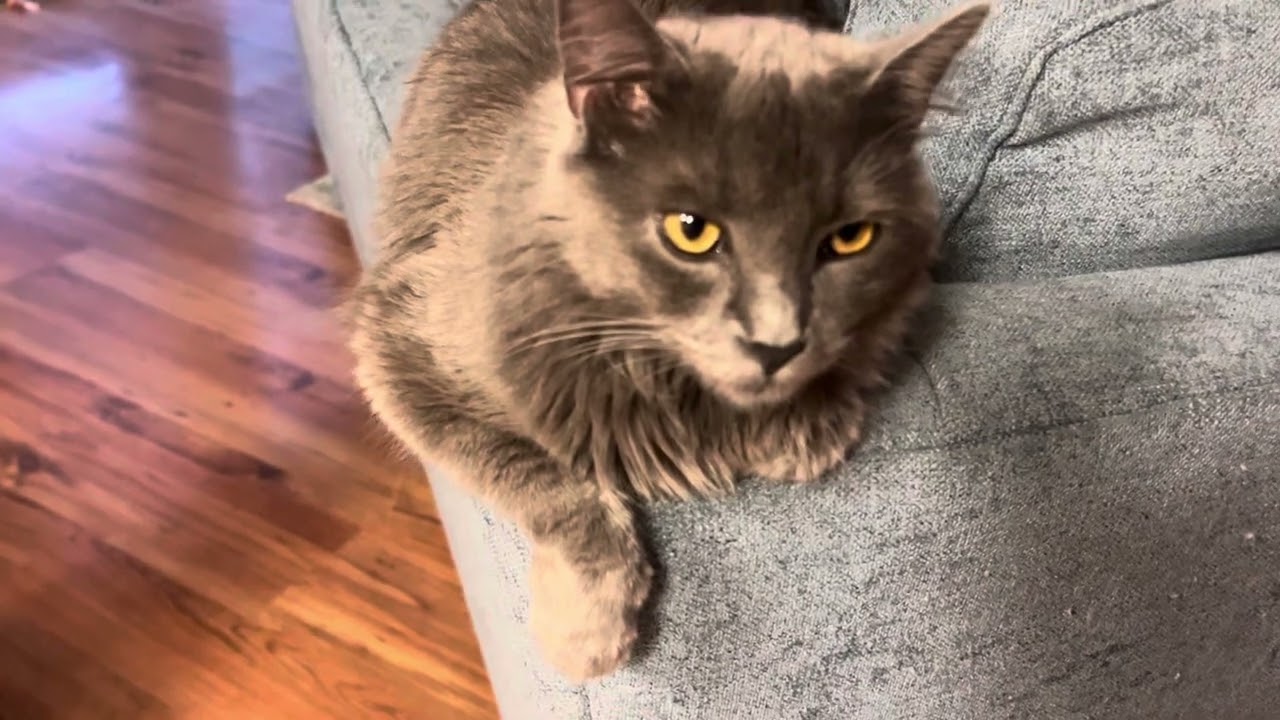 I talk to my cat about slapping people in the face