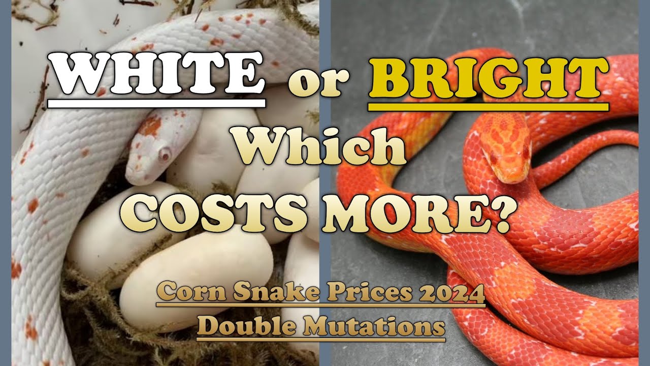 DOUBLE mutation prices 2024 - Corn Snake Costs pt2!