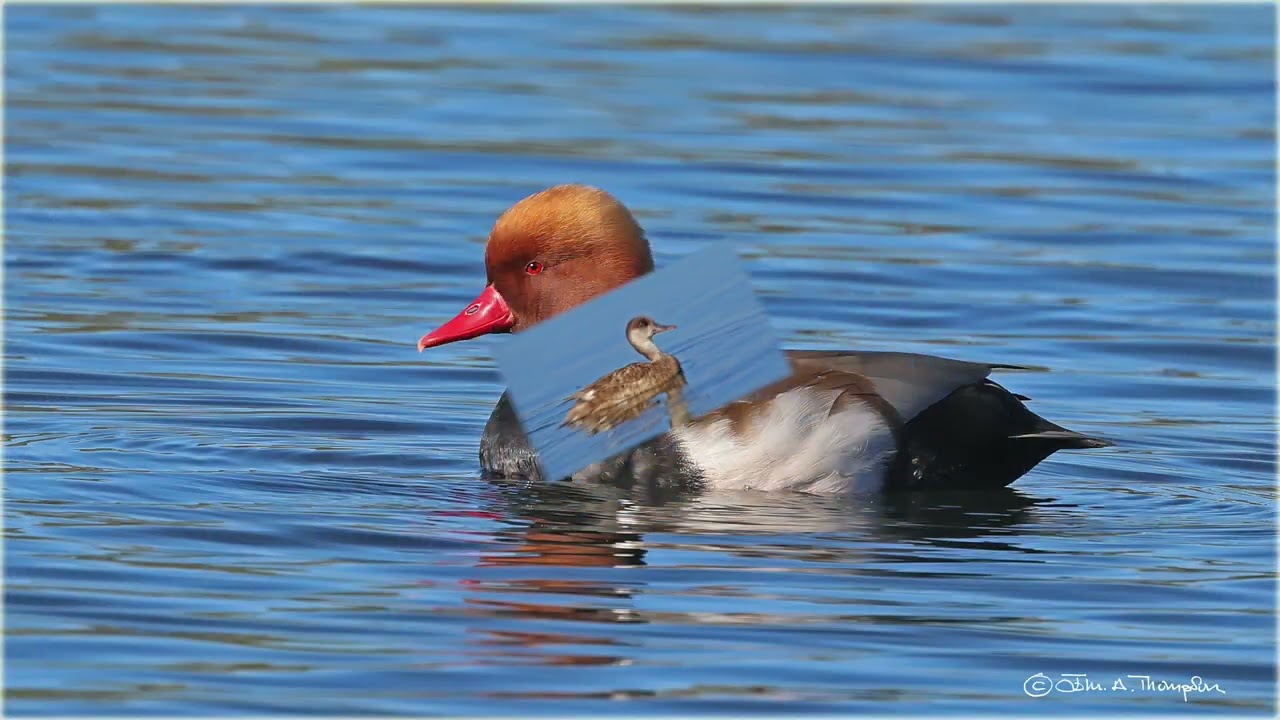 Red-crested Pochards (Netta rufina)