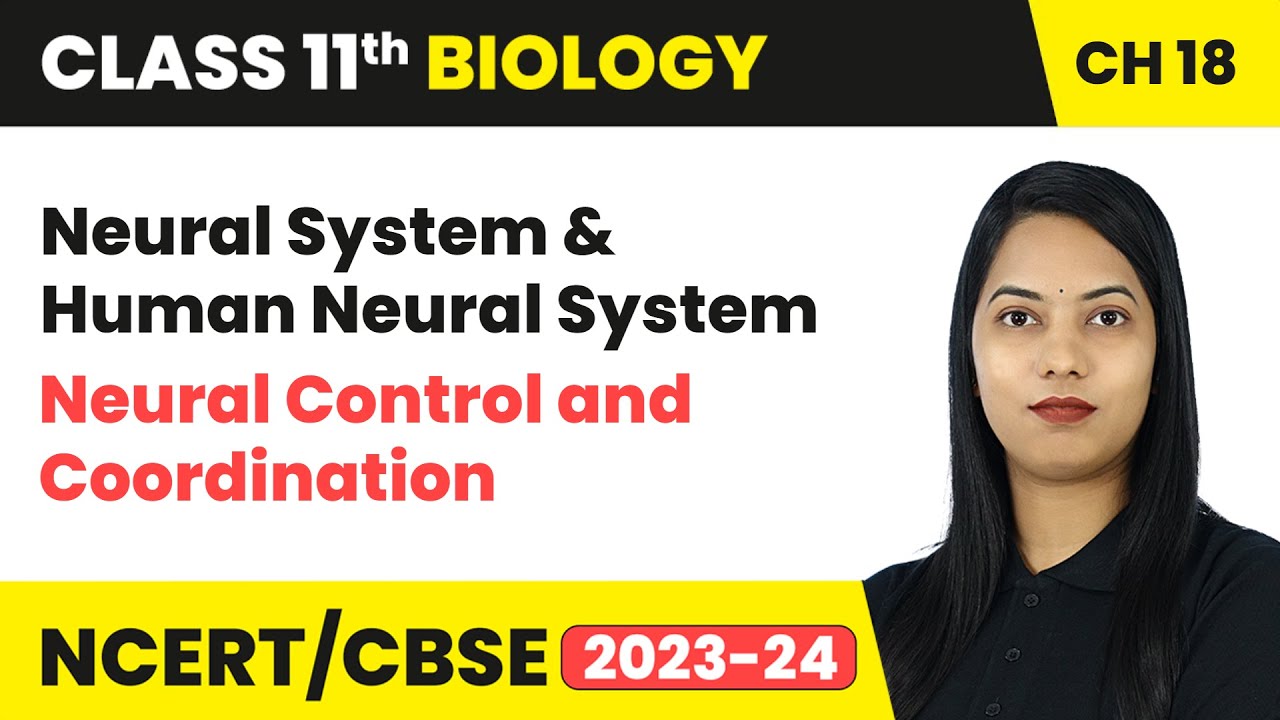 Neural System & Human Neural System - Neural Control and Coordination | Class 11 Biology Chapter 18