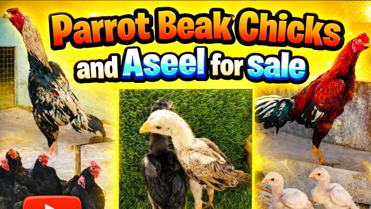 Parrot beak aseel chicks and Black Astralop for sale in Hyderabad ❤️‍🔥