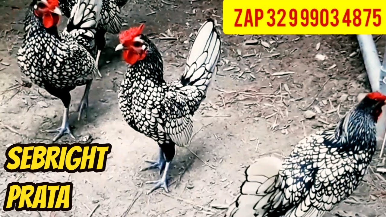 Galinhas ornamentais sebright prata zebraite. Ótimas produtoras de ovos galados férteis para chocar