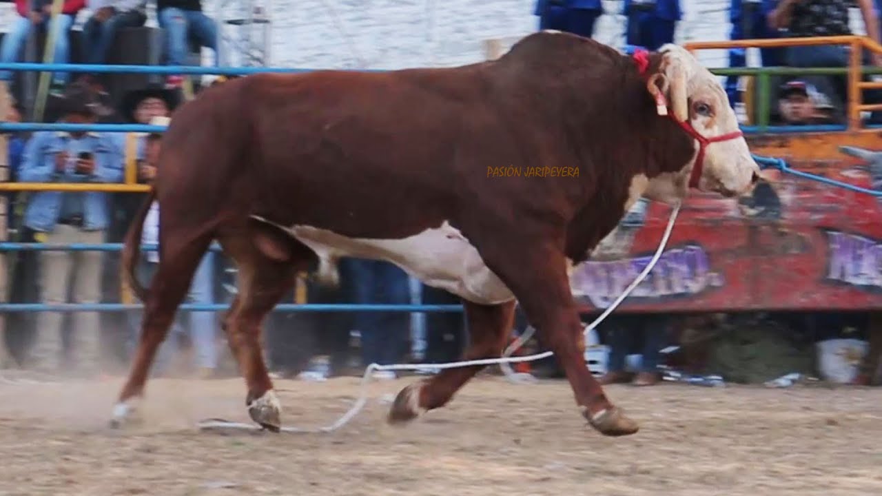 🔴 RANCHO EL FARALLÓN vs REYES DE JALISCO en Vivo 🔴 Tecomán Colima 18 enero 2026 Jaripeo